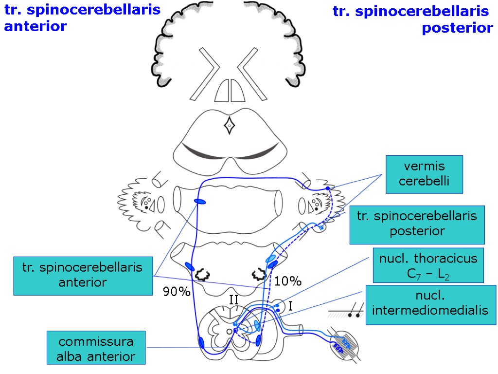 nucl. thoracicus С7 – L2 I II nucl. intermediomedialis commissura alba anterior vermis cerebelli